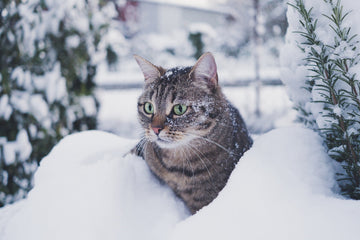 Seasonal Care: How to Keep Your Pet Comfortable in Extreme Weather