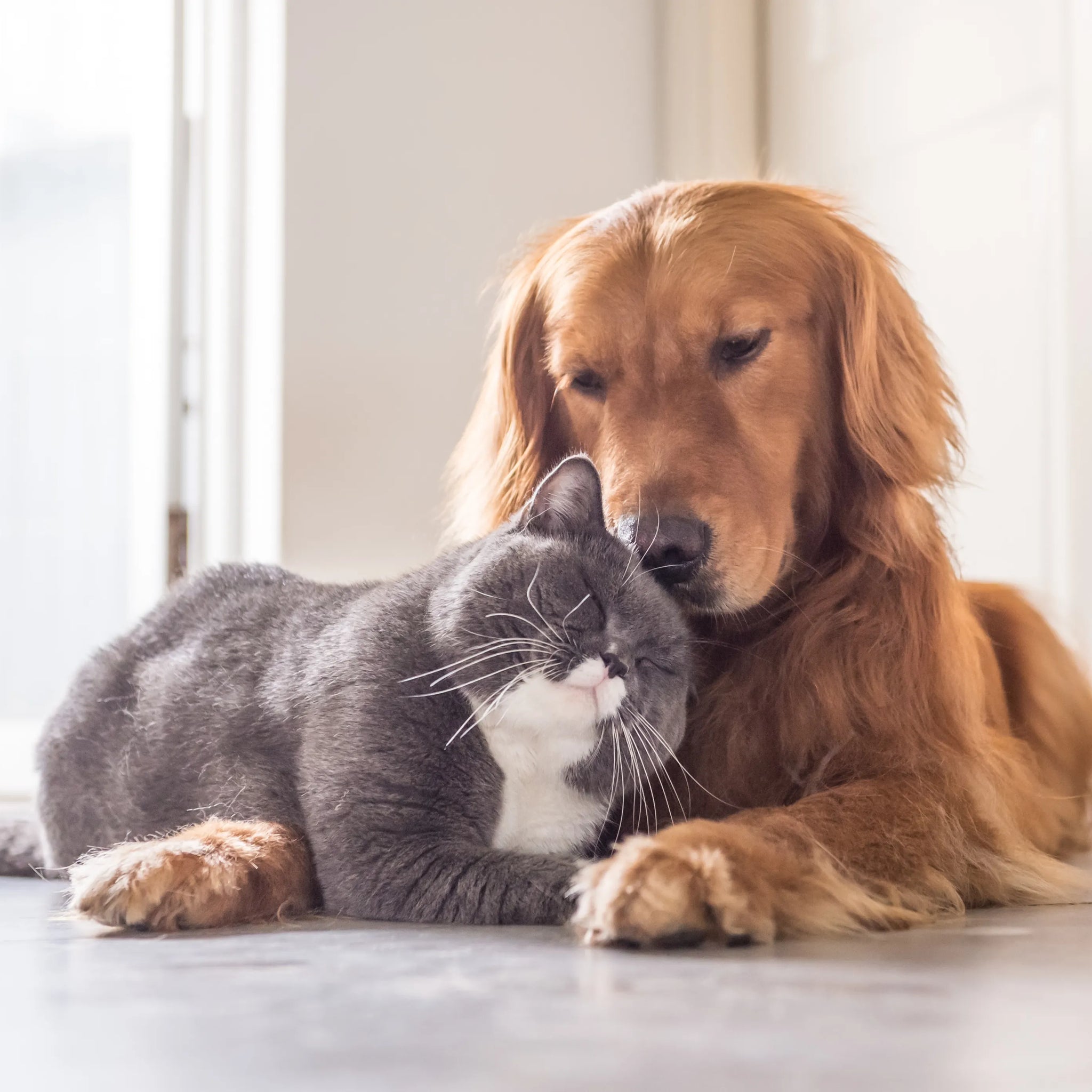 Playtime Perfected: How Interactive Toys Keep Your Pet Engaged and Happy