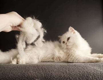 Shedding Solutions: How to Manage Pet Hair for a Cleaner Home